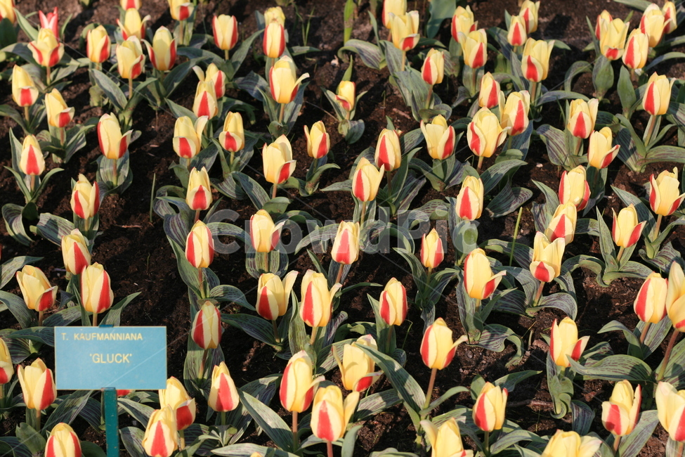 꽃,정원,튤립축제,식물,꽃밭,튤립,flower,garden,tulip,식물,자연,plants,nature,꽃,flower