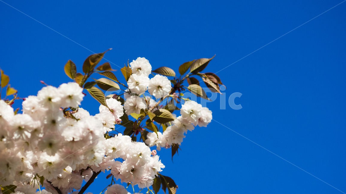 꽃,벚꽃,봄,흰색,배경,낮,계절,spring,season,풍경,나무,flower,오후,흐린,white,검정,black,보케,배경흐림,아웃포커스,포커싱,감성,꽃송이,식물,자연,plants,nature,봄꽃,하늘,파란,봄,계절,spring,season,식물,자연,plants,nature,꽃,flower,plant