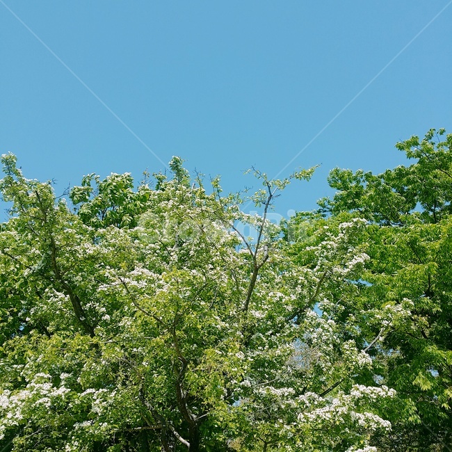 나무,tree,식물,plant,green