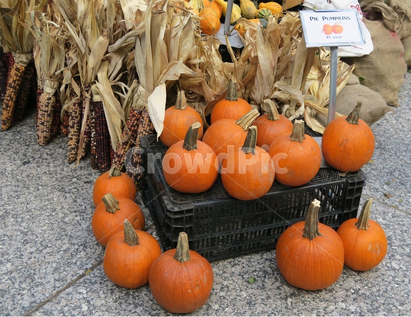 호박,할로윈,추수,옥수수,파머스마켓,farmersmarket,pumpkin,corn,음식,식재료,요리,food,cook,meal,dishes,food reserves,채소,야채,vegetables