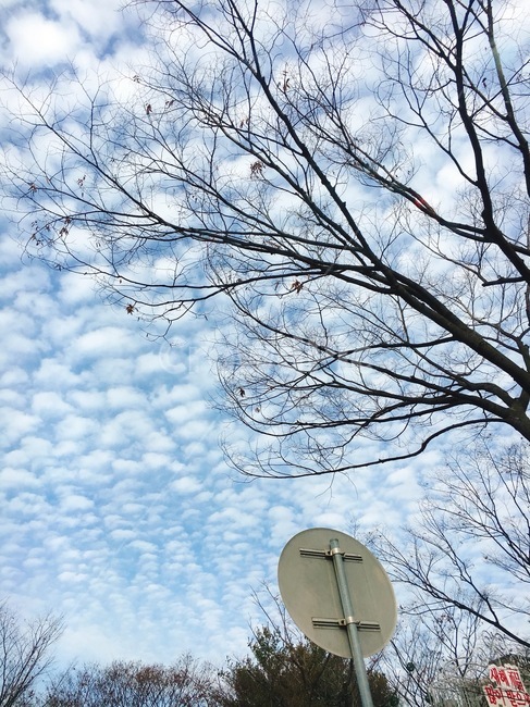 구름,나무,하늘,뭉게구름,여름,cloud,trees,하늘감성,구름감성