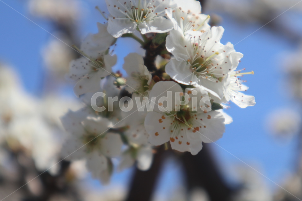 자두꽃,자두나무,plum,flower,꽃근접샷,식물,자연,plants,nature,꽃,flower