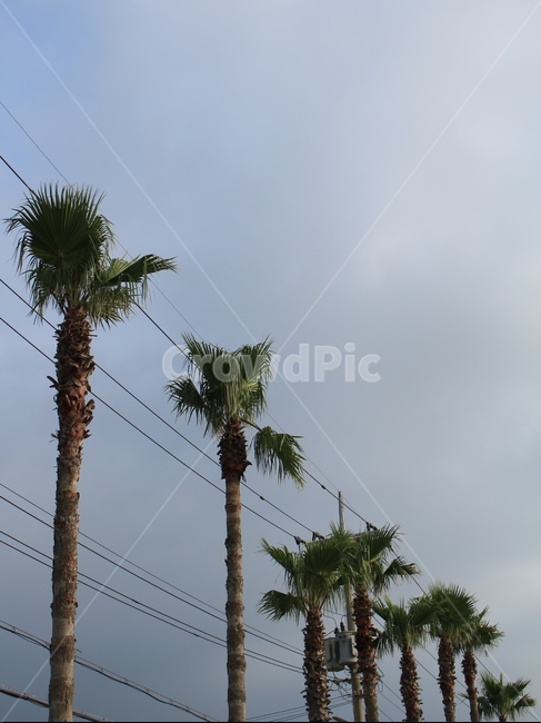 야자수,나무,휴양,휴식,하늘,구름,자연,풍경,nature,landscape,식물,plants,나무,trees,wood,tree,palm tree,plant
