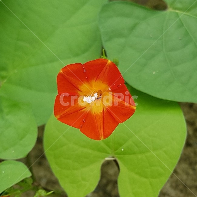나팔꽃,나팔,꽃,접사,레드,식물,자연,plants,nature,꽃,flower