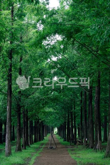 green,Passage,fir,metasequoia,Phytoncide,healing,cedar,path,Samdasugil,I wish I could buy it,forest road,State of the Union