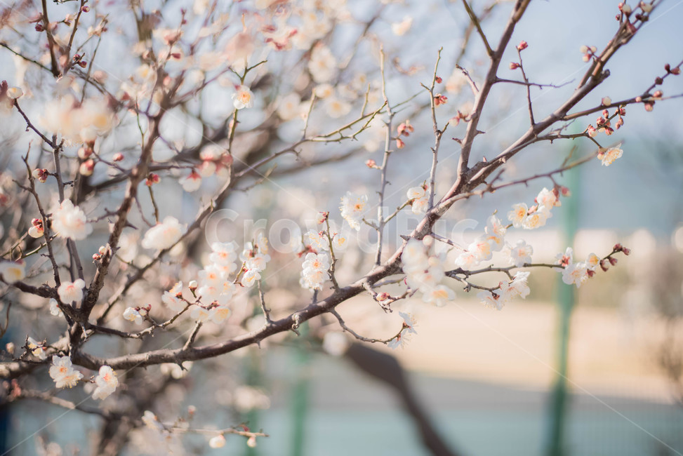 매화,백매화,꽃,식물,매화나무,봄,계절,spring,season,식물,자연,plants,nature,꽃,flower,plant,blossom