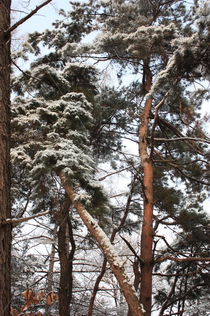 의림지,용두산,소나무,나무,자연,겨울,계절,winter,season,식물,자연,plants,nature,나무,trees,wood