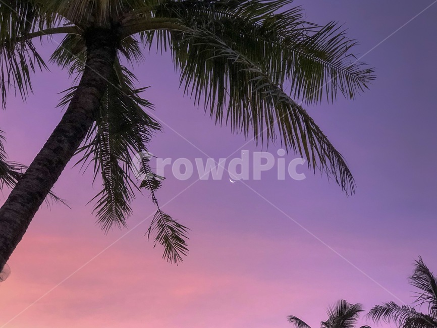 휴양지,야자수,초승달,하현달,새벽하늘,보라빛하늘,괌,moon,dawn,palmtrees,guam,자연,풍경,nature,landscape,색깔,색상,색채,색감,color sense,color sensitivity,feeling of color,tree,나무,plant,식물