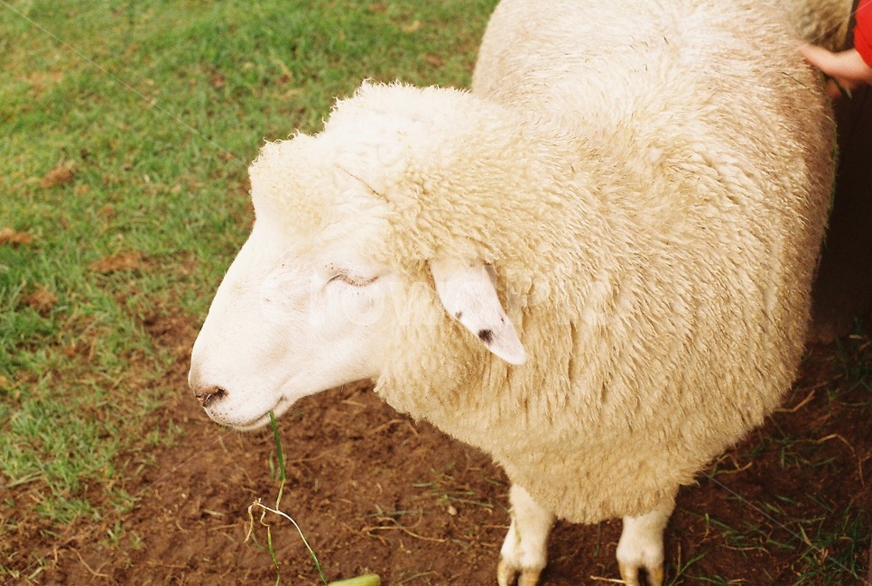 양,sheep,동물,animal,필름사진,filmphoto,감성사진,동물,animal,포유류,mammal