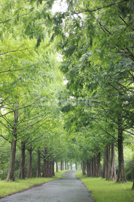 메타세콰이어,푸름,비온날,길,숲길,가로수,자연,풍경,nature,landscape,outdoors,옥외,garden,정원