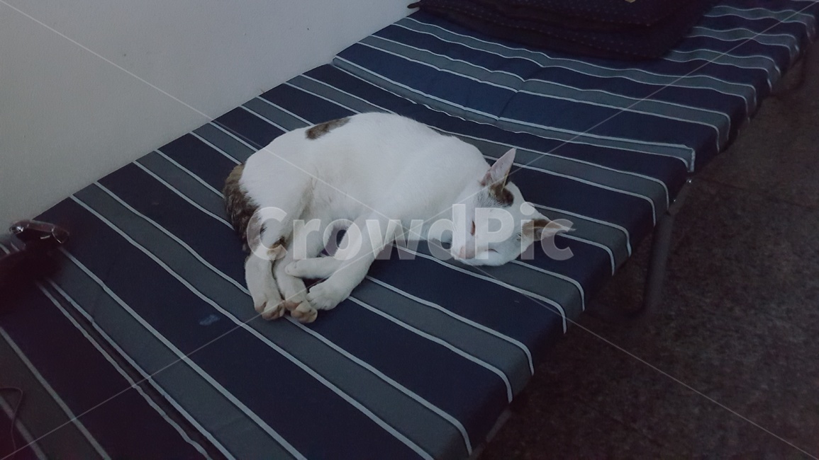 cat,고양이,길냥이,동물,애완,힐링,동물,animal,포유류,mammal,고양이,cat,kitten,kitty