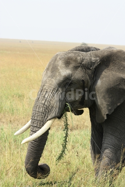 아프리카,코끼리,케냐,여름,사파리,동물,animal,포유류,mammal