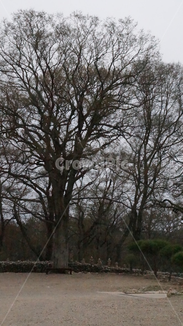 나무,풍경,마당,돌담,흙길,자연,풍경,nature,landscape,tree,plant,식물,tree trunk,나무 줄기