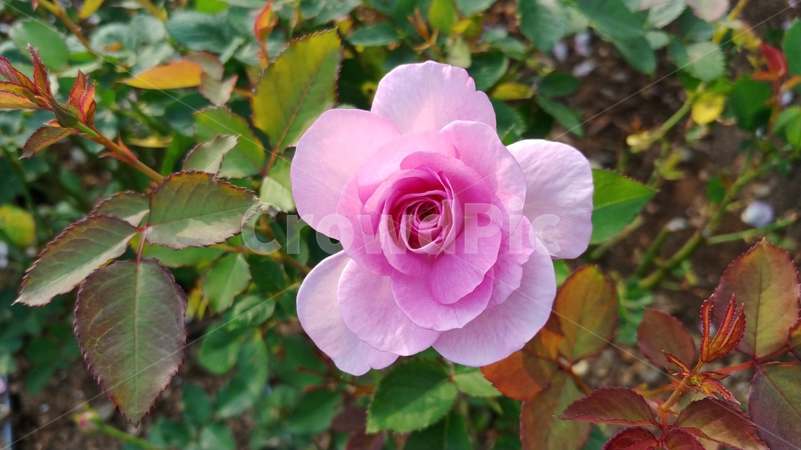 rose,장미,flower,꽃,식물,식물,자연,plants,nature,꽃,flower