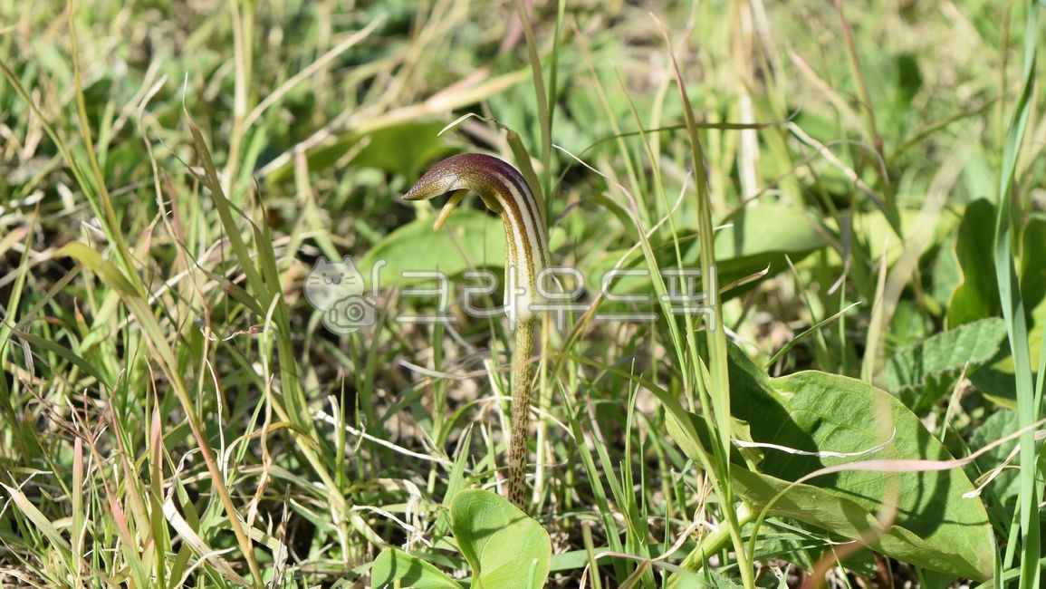 ,monocot plant,amurense,Cheonnam and,arisaema,angiosperms,Cheonnamseong,perennial plant