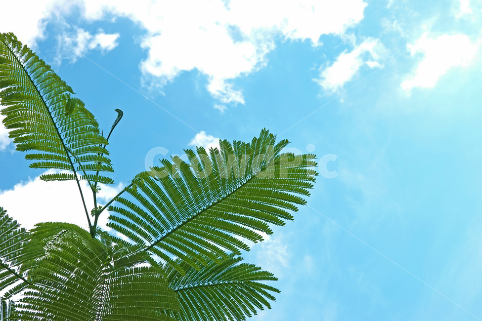 식물,잎,하늘,플로리다,plant,leaf,florida,sky