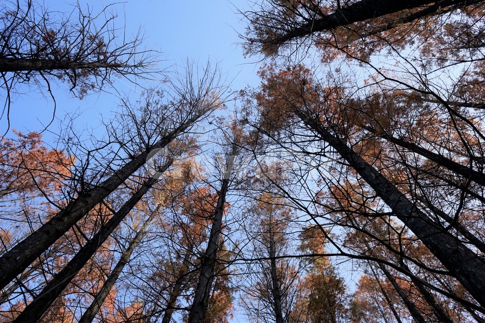 초겨울,숲,메타세콰이어,나무,자연,woods,forest,nature,가을,계절,fall,autumn,season,식물,자연,plants,nature,나무,trees,wood,tree,plant,fir,전나무