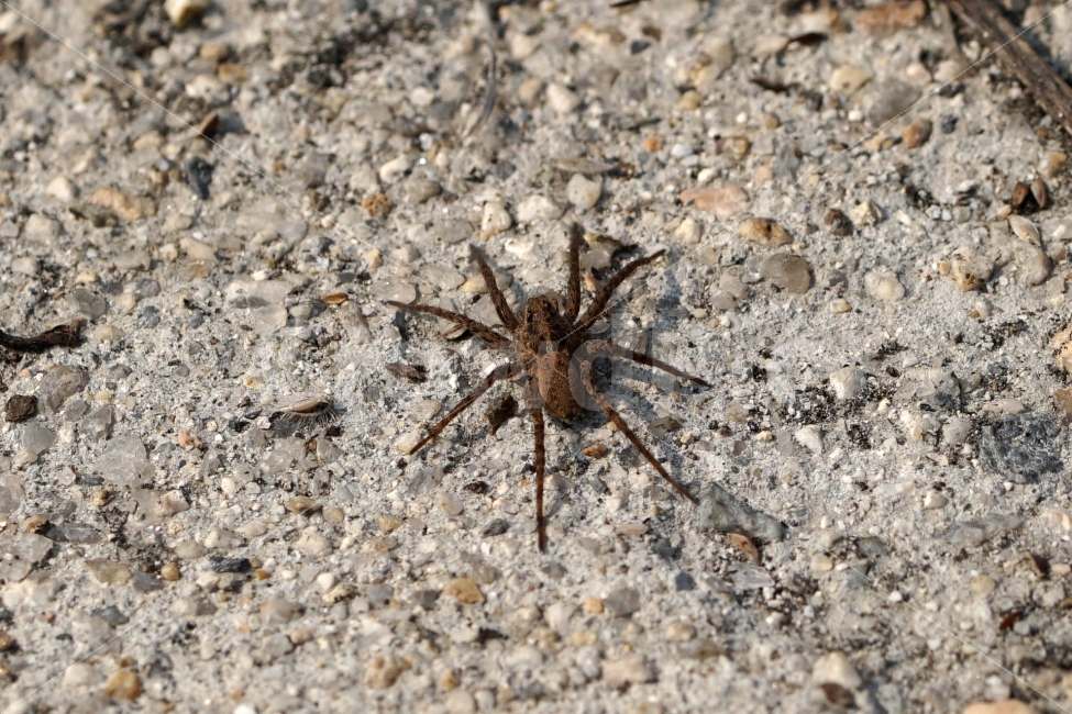 거미,땅거미,곤충,벌레,자연,동물,spider,bug,bugs,insect,nature,접사,macro,animal,기어가는,기어가다,한국자연,한국의자연,snap,snapshot,스냅,스냅사진,스넵,스넵사진,풍경,landscape,동물,animal,곤충,벌레,insect,bug