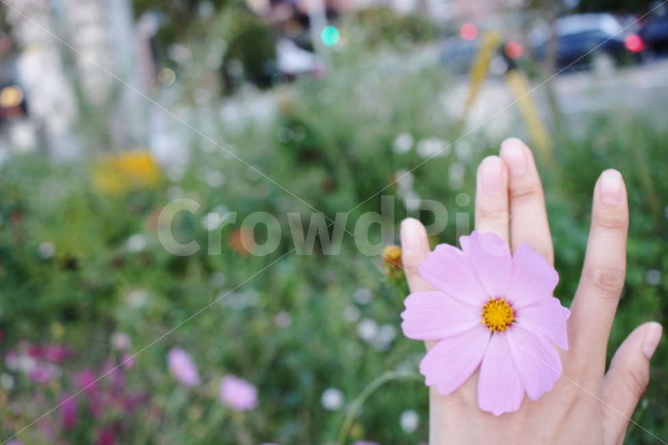가을,코스모스,소녀,꽃반지,감성,풍경,자연,꽃,분홍,가을,계절,fall,autumn,season,식물,자연,plants,nature,꽃,flower,사람,인물,인간,human,person,신체일부,몸,body,감성,sensible,feeling