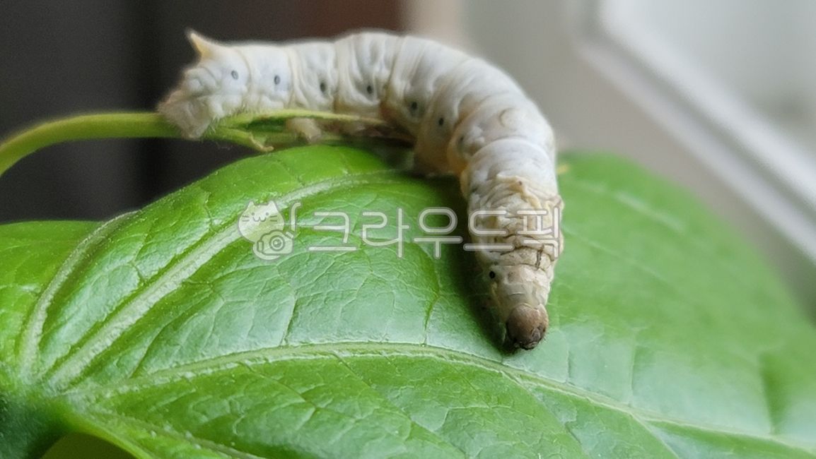 누애고치,뽕,동물,애벌레,실크,누애,나방