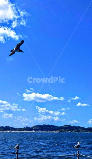 자연,자연풍경,바다,하늘,갈매기,감성사진,자연,풍경,nature,landscape,동물,animal,조류,새,birds,bird,flying,나는