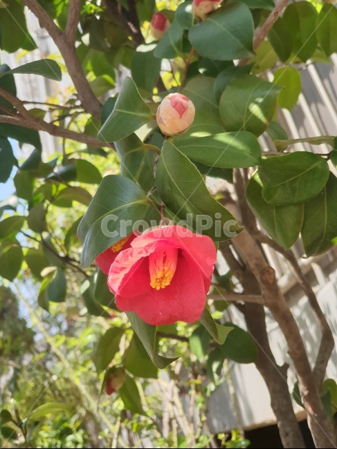 plant,식물,동백꽃,까멜리아,flower,camellia