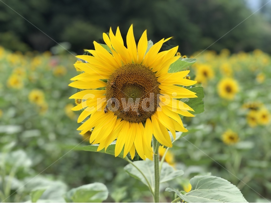 꽃,해바라기,노란,여름,해바라기꽃,자연,여름,계절,summer,season,가을,fall,autumn,식물,자연,plants,nature,꽃,flower,plant,blossom