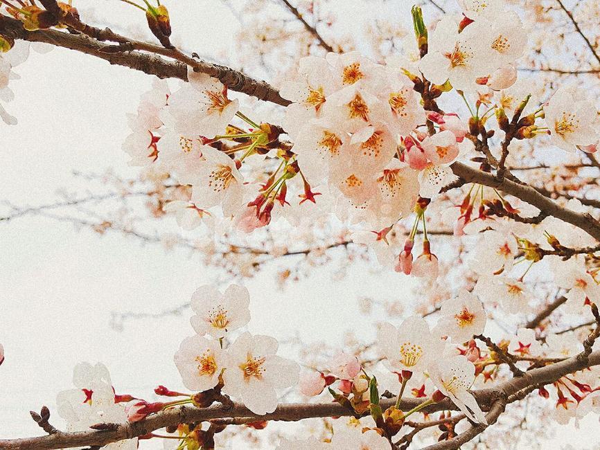 벚꽃,봄,꽃,분홍,감성,봄,계절,spring,season,식물,자연,plants,nature,꽃,flower,plant,blossom,cherry blossom