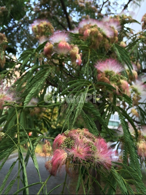 꽃,자연,식물,flower,nature,분홍색,분홍,pink,합환피,꽃나무,식물,자연,plants,nature,꽃,flower
