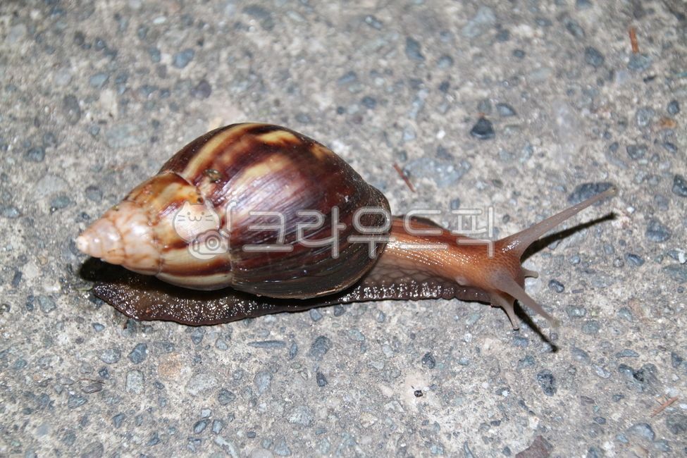snail,animal,invertebrate,snail shell,invertebrates