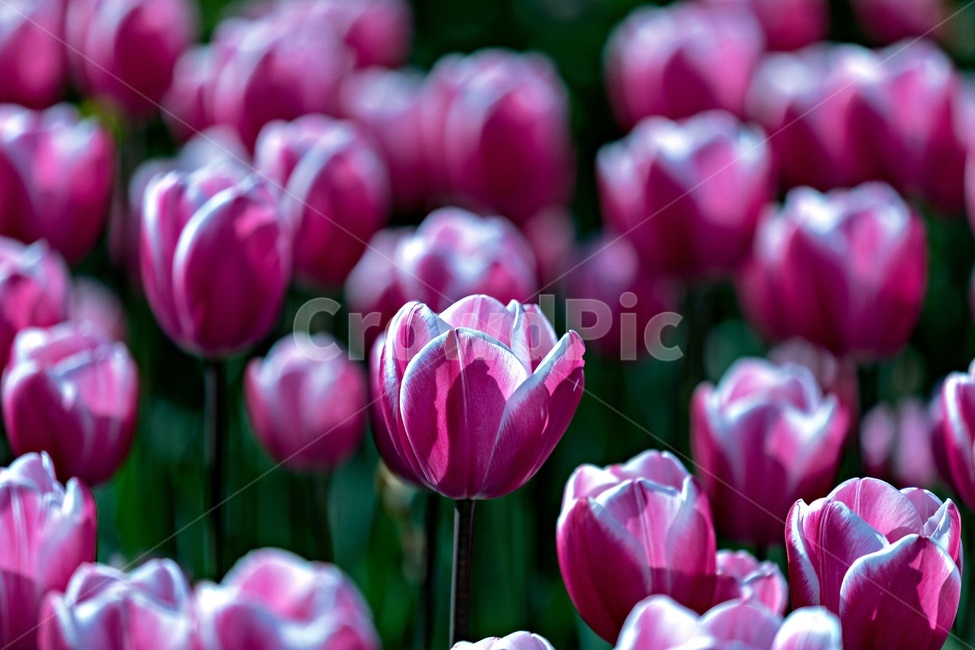 꽃,봄,식물,자연,plants,flower,korea,축제,태안,태안튤립축제,칼라,플라워