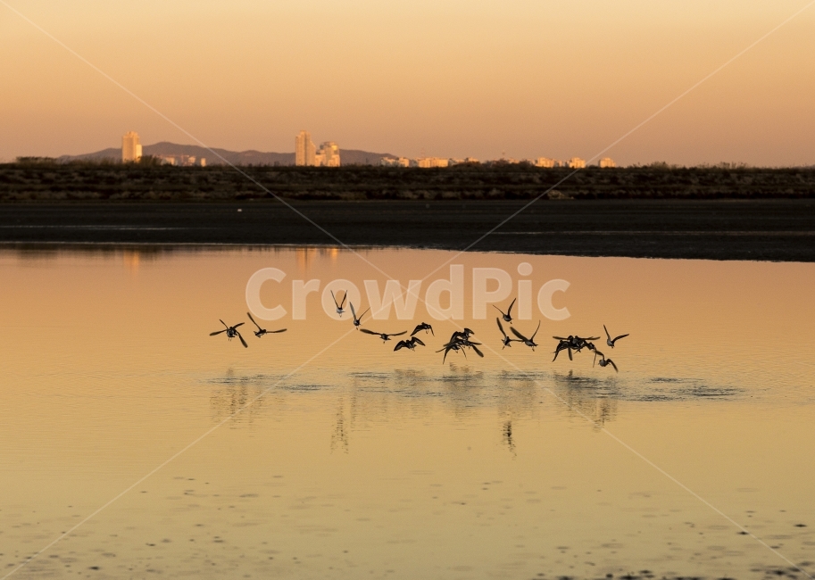 운염도노을,운염도,운염도새,강가의새,운염도해질녁,자연,풍경,nature,landscape,동물,animal,조류,새,birds,bird