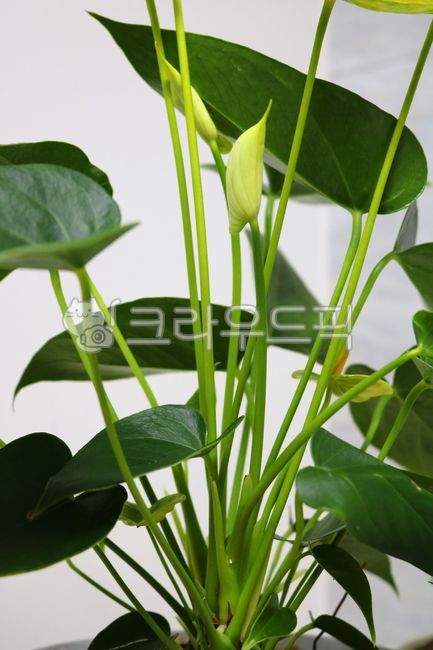 안스리움,꽃,안스리움꽃,안수리움,식물,자연,천남성과,열대식물,관엽식물,공기정화식물,관상용,잎,꽃잎,잎사귀