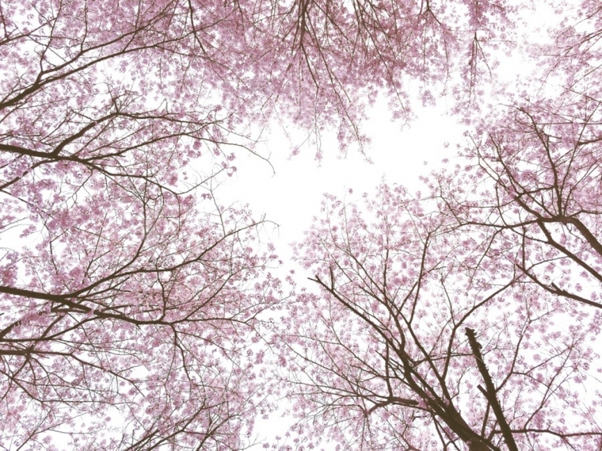 봄,벚꽃,하늘,분홍색,나뭇가지,꽃,가지,분홍하늘,cherryblossom,자연,풍경,nature,landscape,봄,계절,spring,season,plant,식물,flower,blossom,cherry blossom