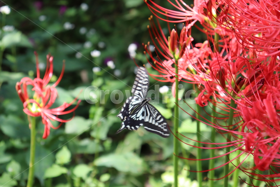 plant,식물,꽃,flower,꽃무릇,나비,식물,자연,plants,nature,꽃,flower,동물,animal,곤충,벌레,insect,bug