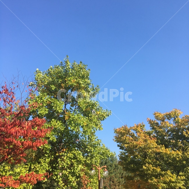 단풍,단풍나무,가을,autumn,풍경,자연,fall,나무,tree,color,컬러,nature,가을,계절,fall,autumn,season,자연,풍경,nature,landscape,plant,식물