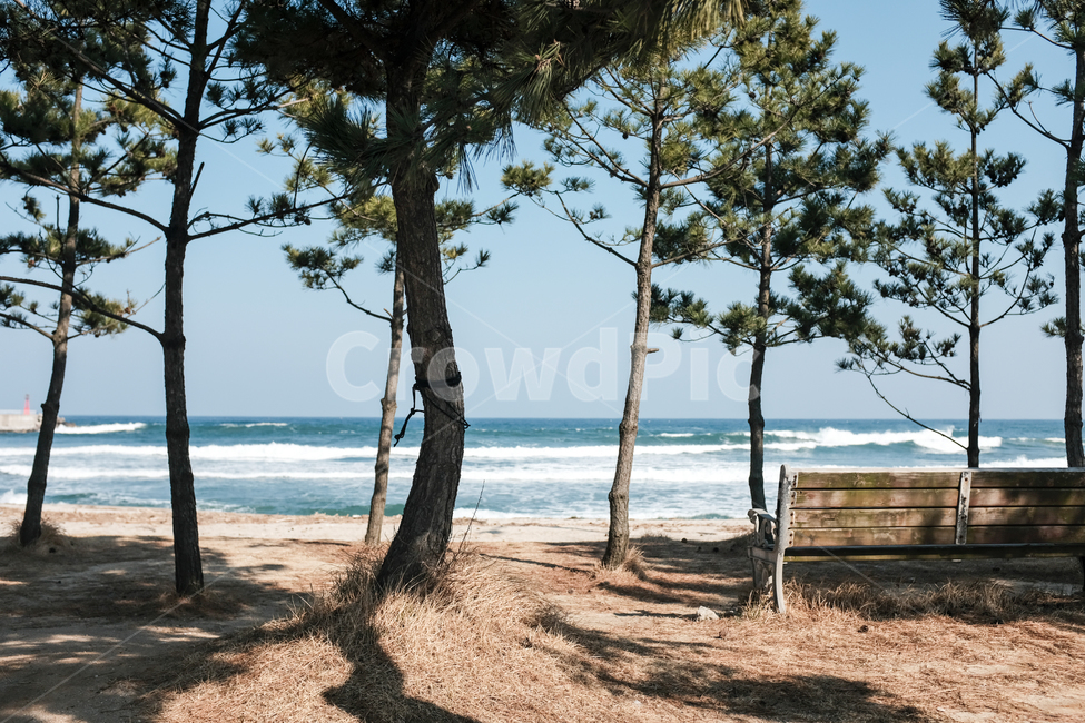 바닷가,겨울바다,강원도,양양,파도,모래,해변,plant,식물,tree,나무,자연,풍경,nature,landscape