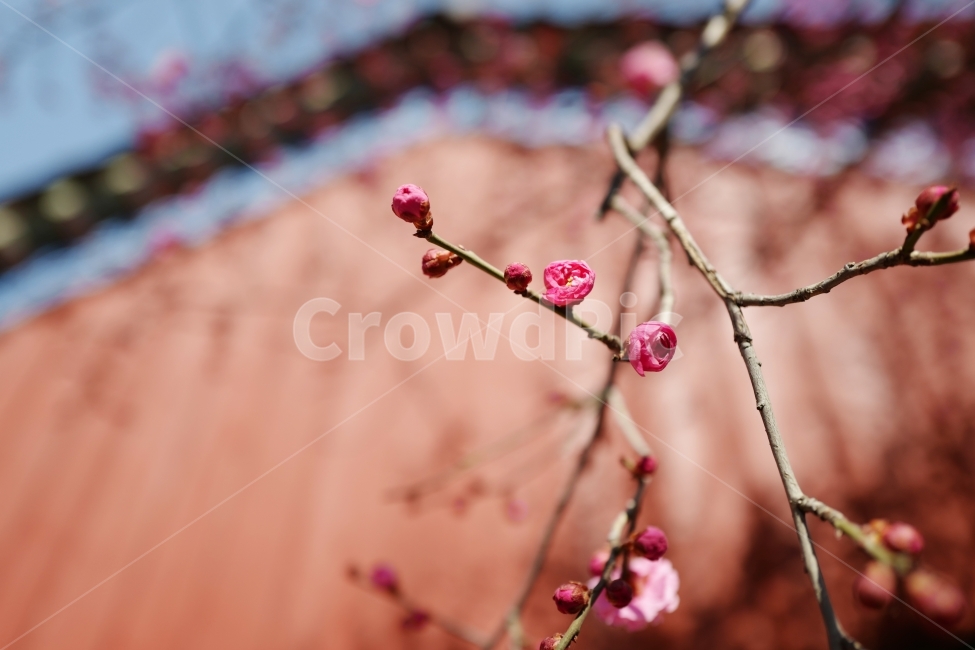 홍매화,꽃,봄,봄꽃,매화,분홍꽃,봄,계절,spring,season,식물,자연,plants,nature,꽃,flower,plant,sprout,새싹,bud,싹,blossom