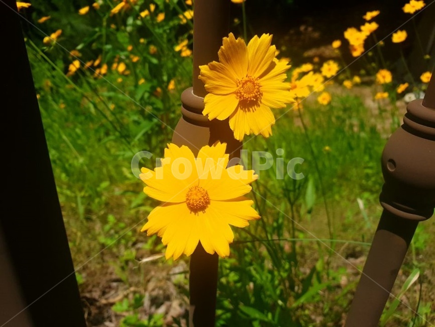 꽃,바람,철장,노란색,초록색,녹색,물결,자연,계절,여름,암술,수술,잎,이파리,식물,피다