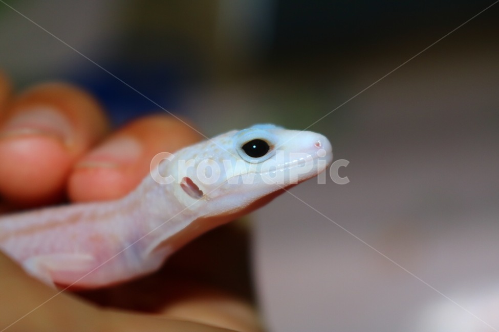 파충류,도마뱀,lizard,leopardgecko,동물,레오파드게코,희귀동물,동물,animal,파충류,양서류,reptile,amphibian