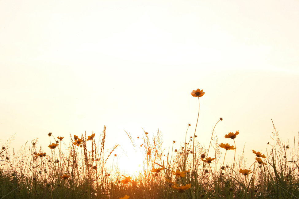 풀잎,풀잎배경,언덕,들녘,노을,꽃,들계국,자연,풍경,nature,landscape