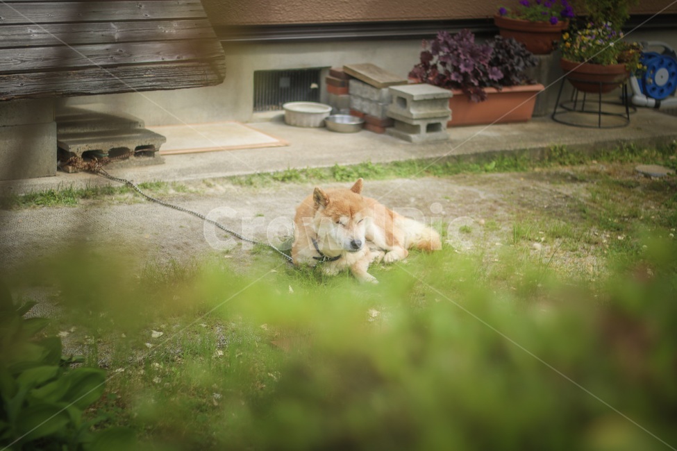 강아지,시바견,시바,일본,개,동물,animal,포유류,mammal,개,강아지,dog,doggy