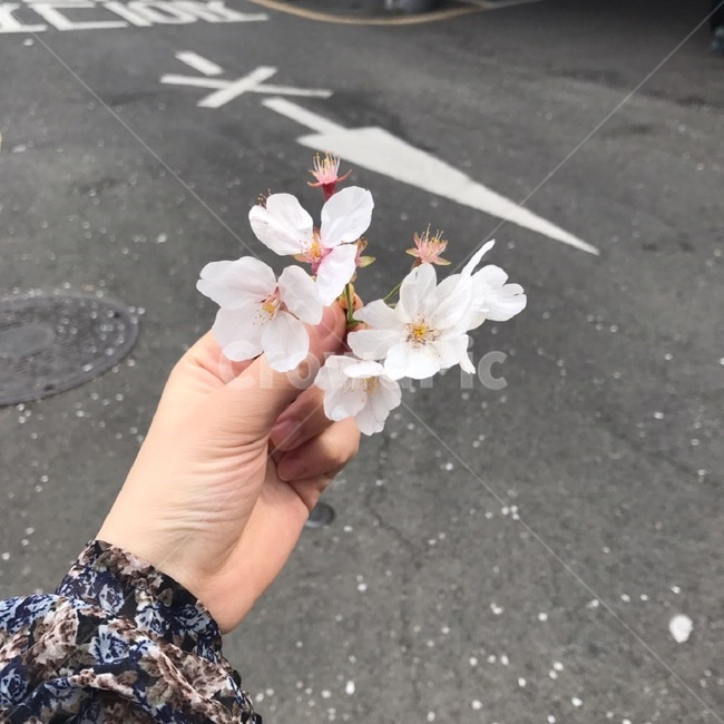 벚꽃,꽃,길,벚꽃가지,손