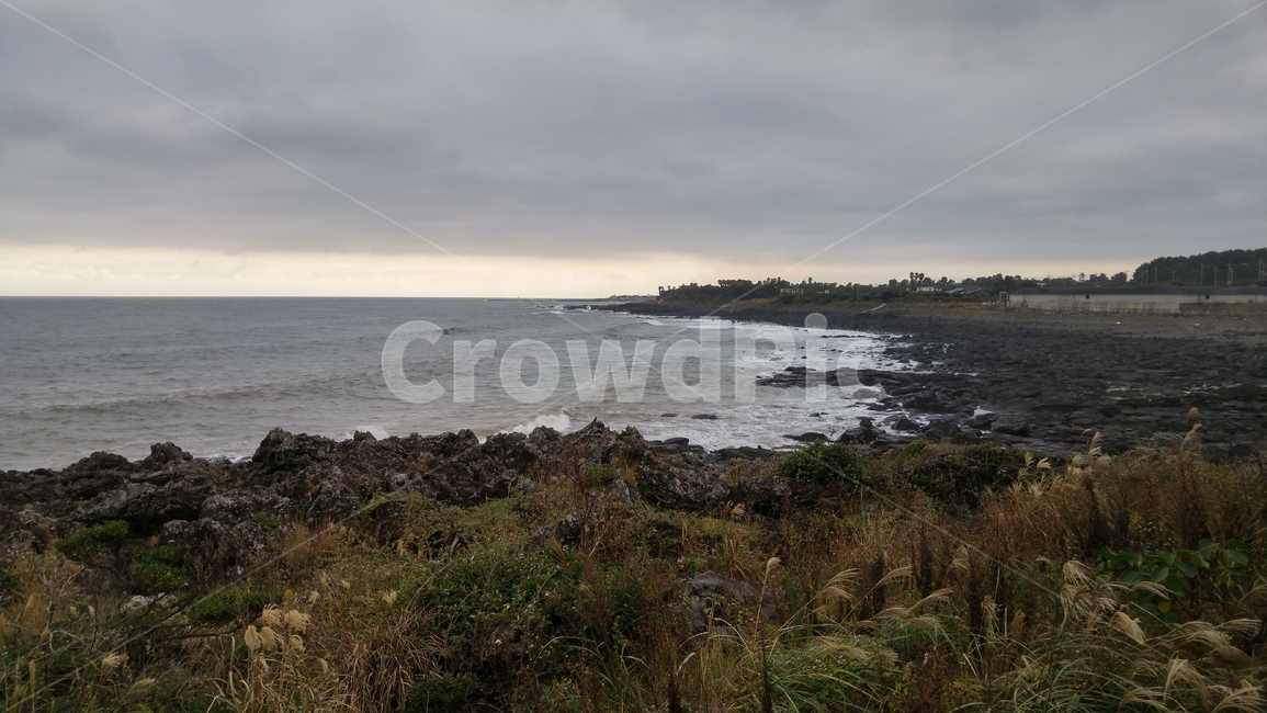 제주,제주도,해안,바다,바닷가,파도,풀,풀숲,grass,plant,잔디,식물,자연,풍경,nature,landscape