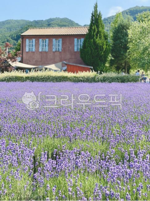 Lavender Village,purple,lavender,summer