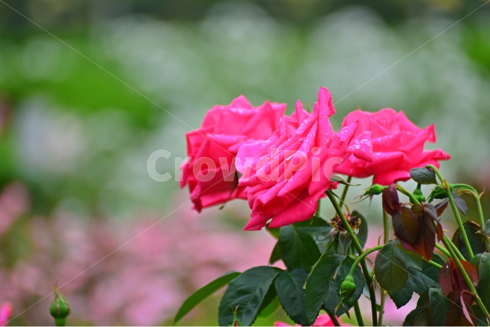 광주,서구,공원,풍암저수지,풍암공원,nature,자연,outdoors,옥외,plant,식물,관상용,field,들,blossom,flower,꽃,rose,장미,petal,꽃잎,빨강