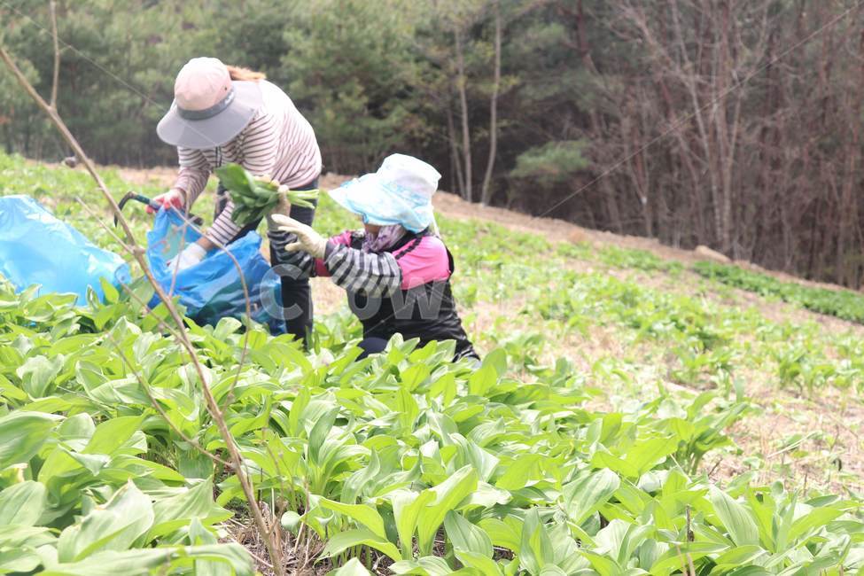 명이나물,강원도명이,자연산명이,명이,산나물,산마늘,농부,농업,농사,agriculture,farming,farming industry