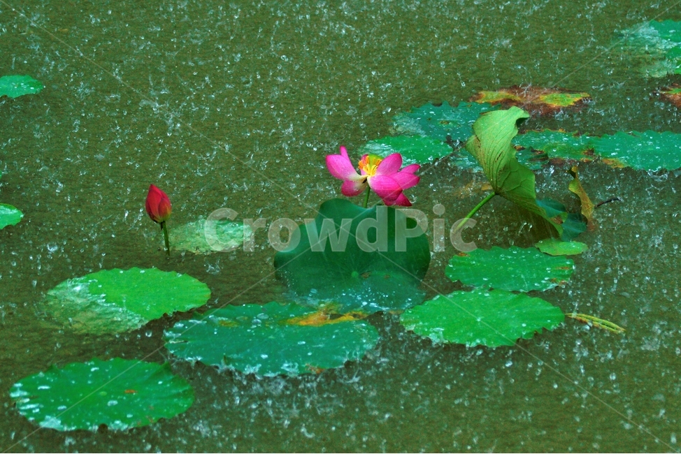 plant,식물,꽃,flower,비,연꽃,식물,자연,plants,nature,꽃,flower,비,비오는날,rain,rainy