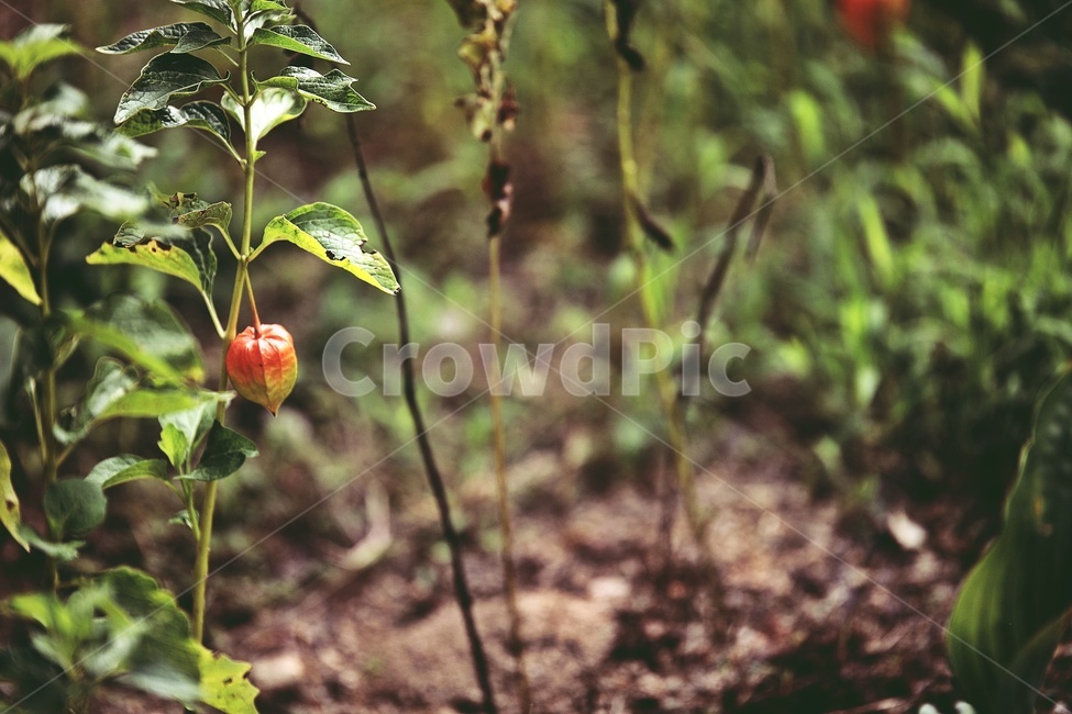 꽈리,자연,식물,열매,nature,plants,groundcherry,식물,자연,plants,nature