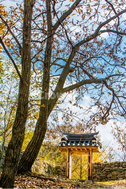 돌담,낙엽,가을,단풍,감성,전통,문화유산,가을,계절,fall,autumn,season,자연,풍경,nature,landscape,한국자연풍경,한국자연경관,korea nature landscape,한국전통,한국문화,korean traditional,korean culture,식물,plants,나무,trees,wood,plant,tree,tree trunk,나무 줄기